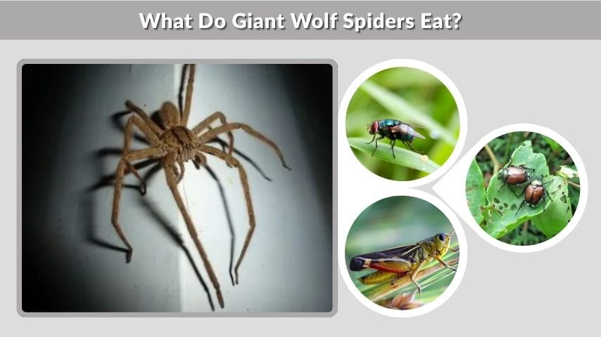 What Do Giant Wolf Spiders Eat?