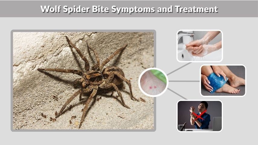 Wolf Spider Bite Symptoms and Treatment
