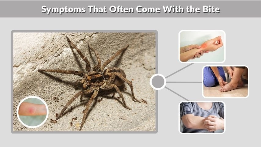 Symptoms That Often Come With the Bite