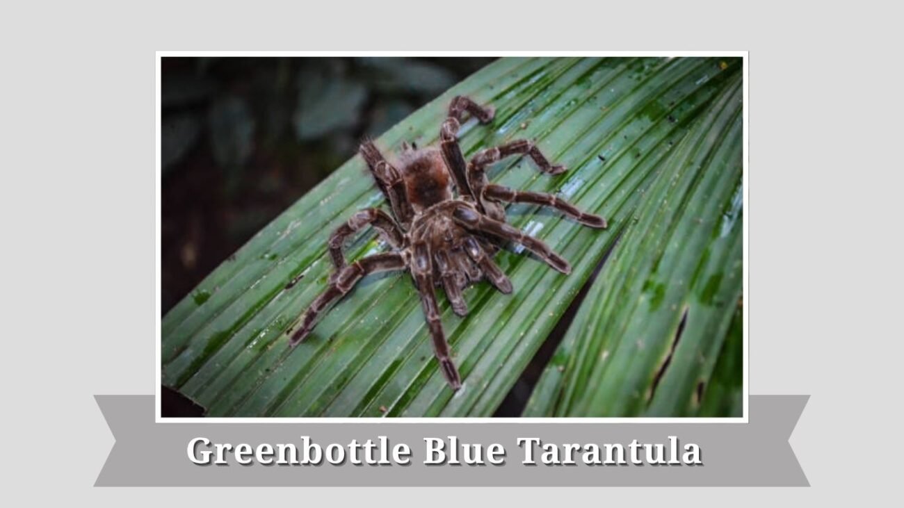 Greenbottle Blue Tarantula