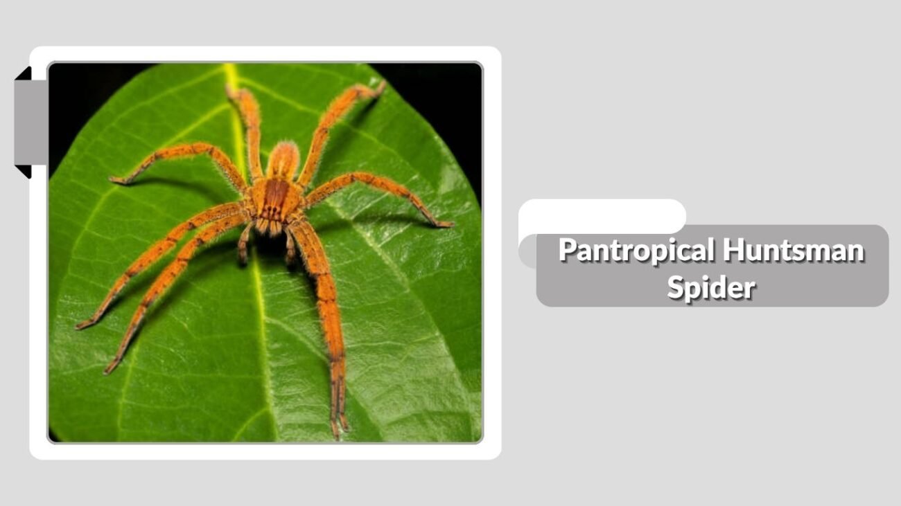 Pantropical Huntsman Spider