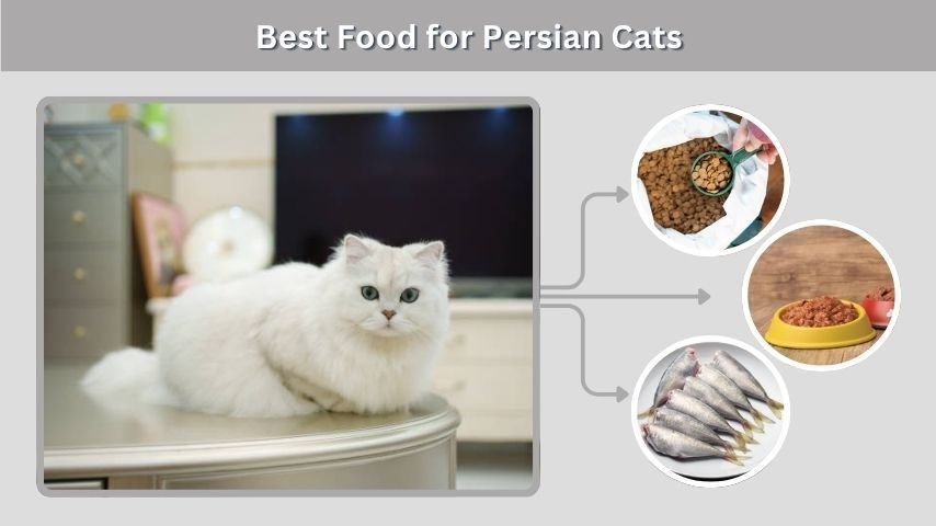 Best Food for Persian Cats