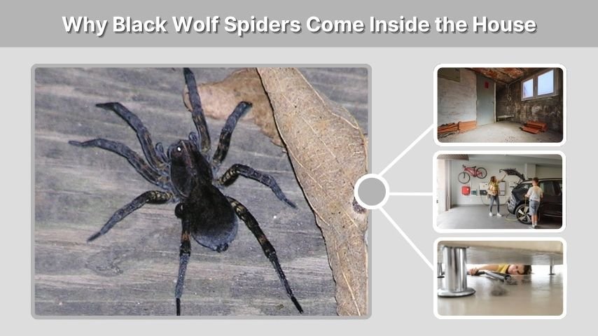 Why Black Wolf Spiders Come Inside the House