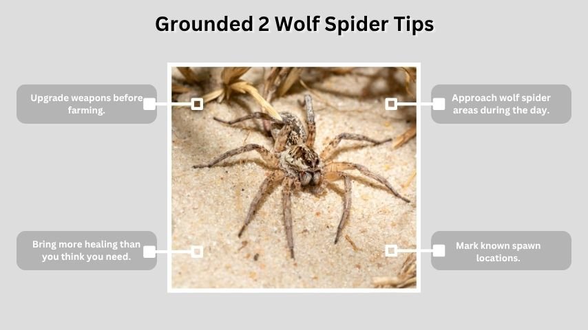 Grounded 2 Wolf Spider Tips