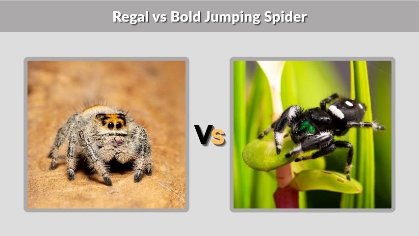 Regal vs Bold Jumping Spider