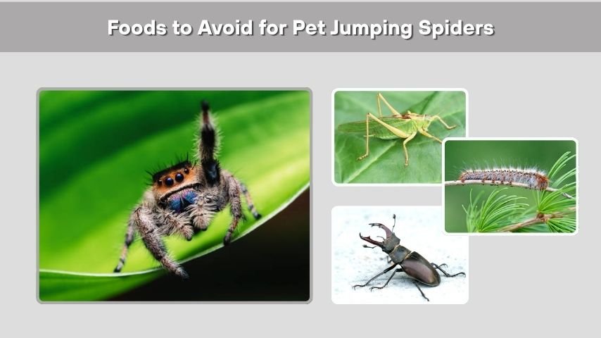 Foods to Avoid for Pet Jumping Spiders