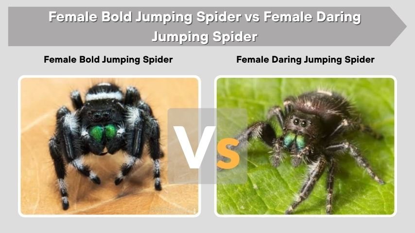 Female Bold Jumping Spider vs Female Daring Jumping Spider