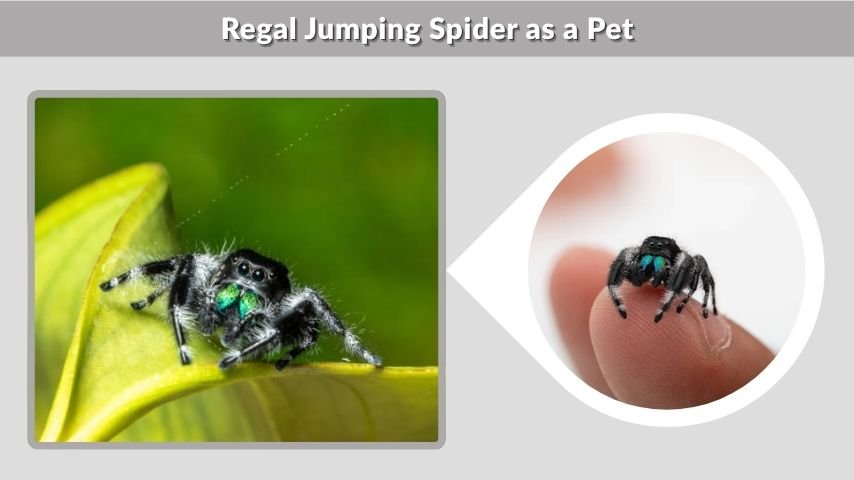 Regal Jumping Spider as a Pet