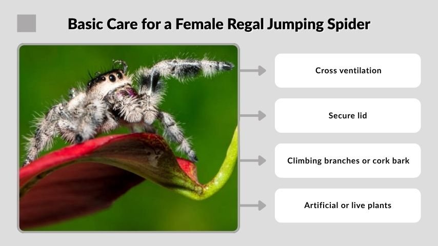 Basic Care for a Female Regal Jumping Spider