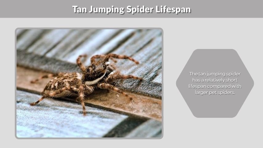 Tan Jumping Spider Lifespan