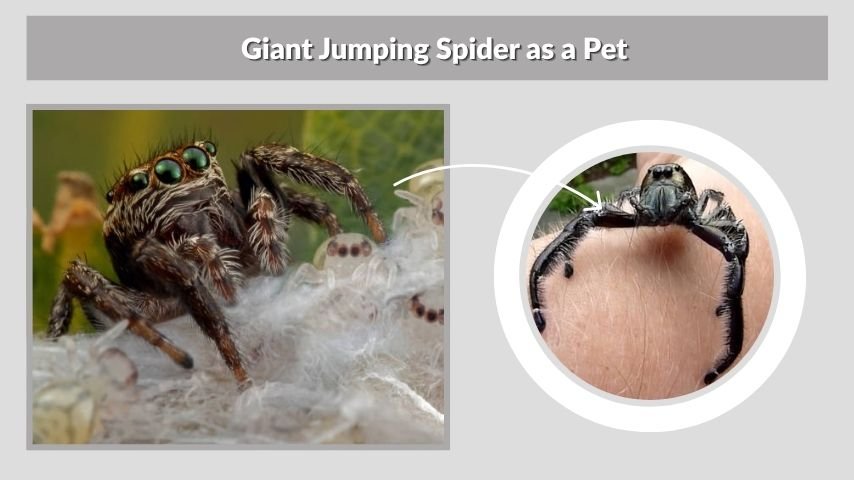 Giant Jumping Spider as a Pet