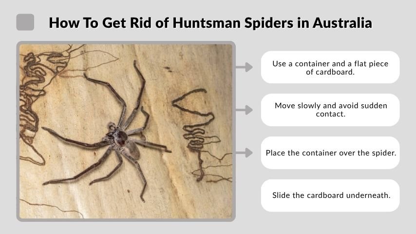 How To Get Rid of Huntsman Spiders in Australia