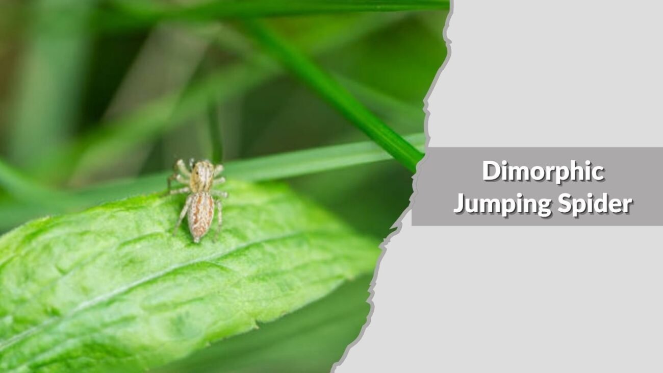 Dimorphic Jumping Spider