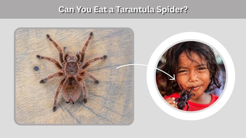 Can You Eat a Tarantula Spider?