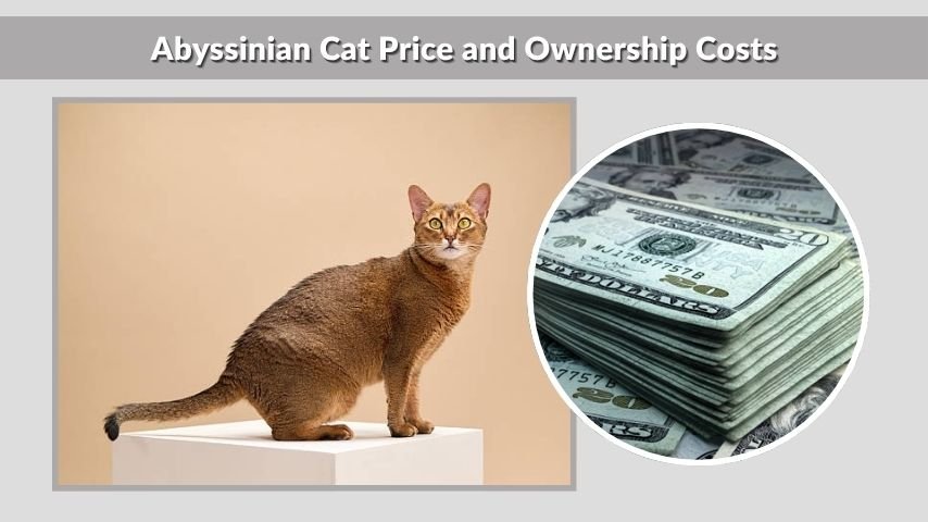 Abyssinian Cat Price and Ownership Costs