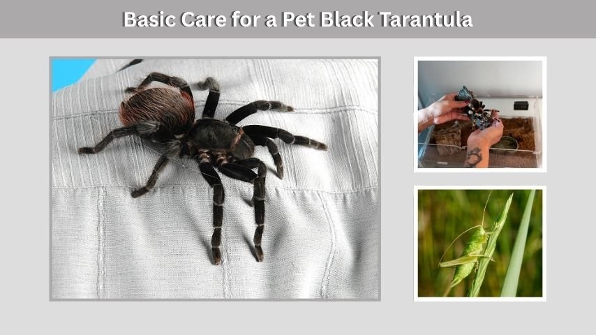 Basic Care for a Pet Black Tarantula