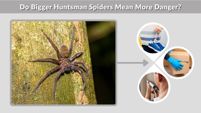 Do Bigger Huntsman Spiders Mean More Danger?
