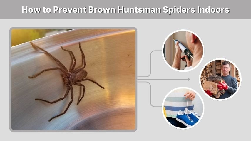 How to Prevent Brown Huntsman Spiders Indoors