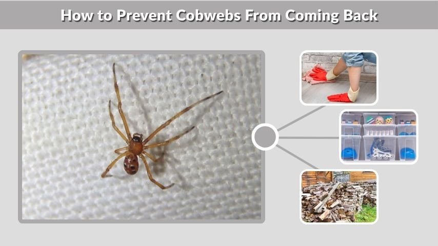 How to Prevent Cobwebs From Coming Back