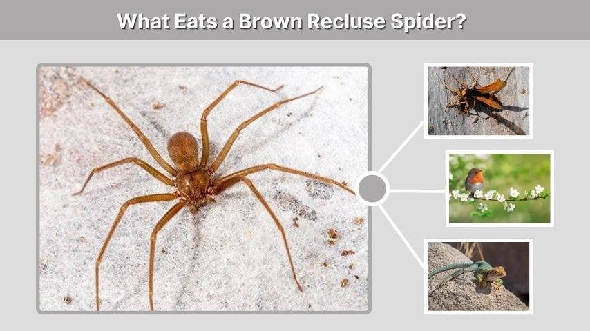 What Eats a Brown Recluse Spider?