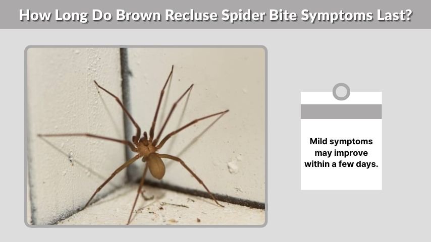 How Long Do Brown Recluse Spider Bite Symptoms Last?