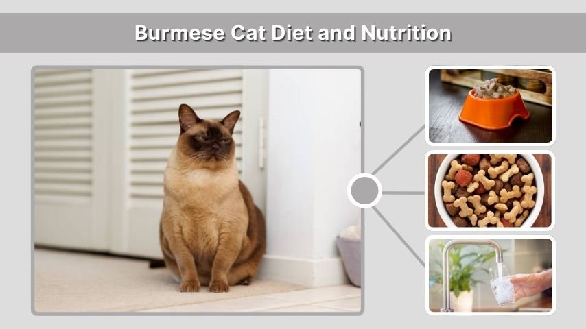 Burmese Cat Diet and Nutrition