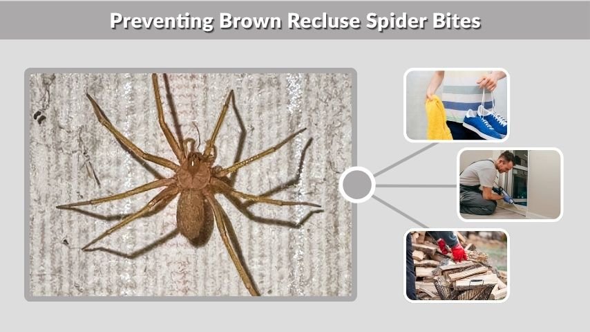 Preventing Brown Recluse Spider Bites