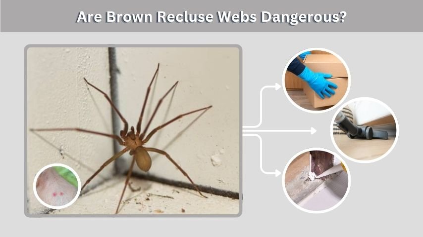 Are Brown Recluse Webs Dangerous?