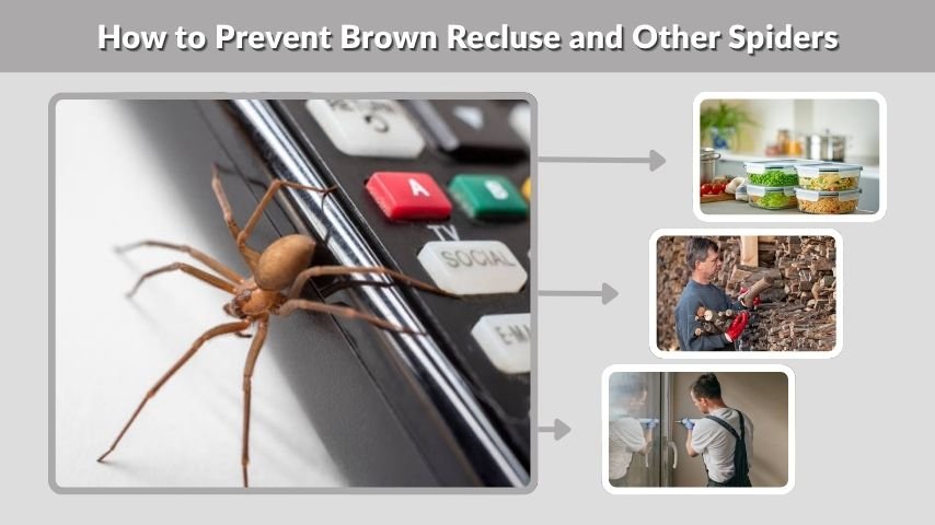 How to Prevent Brown Recluse and Other Spiders
