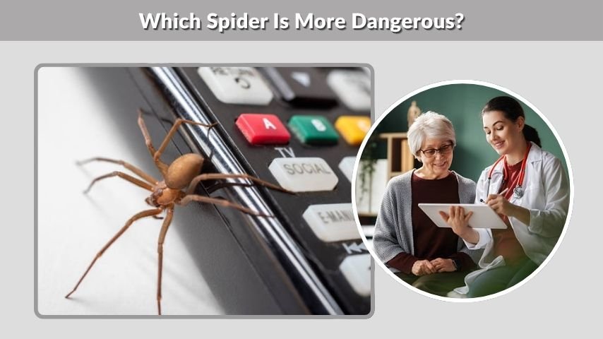 Which Spider Is More Dangerous?