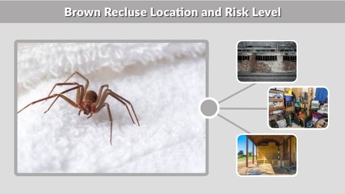 Brown Recluse Location and Risk Level