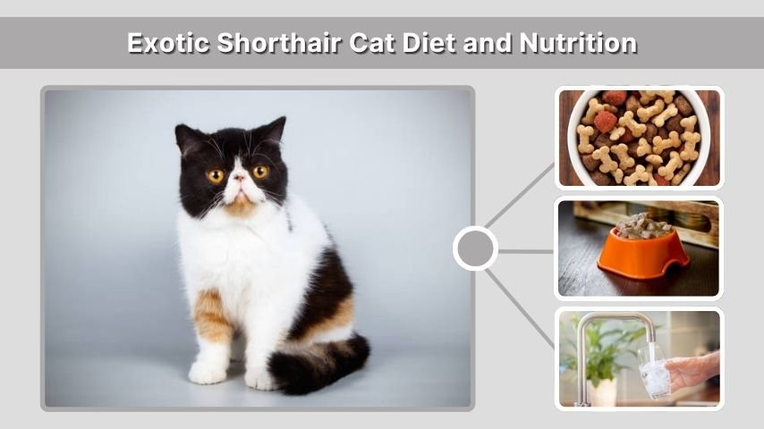 Exotic Shorthair Cat Diet and Nutrition