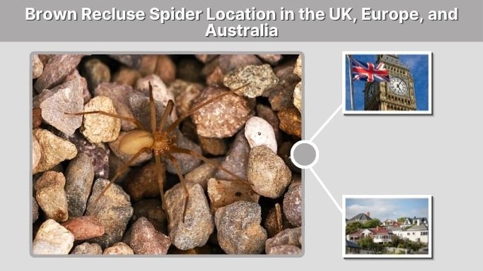 Brown Recluse Spider Location in the UK, Europe, and Australia