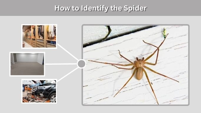 How to Identify the Spider