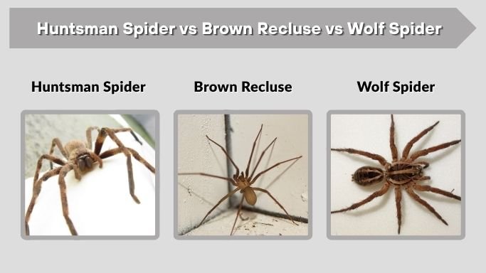 Huntsman Spider vs Brown Recluse vs Wolf Spider