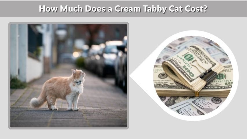 How Much Does a Cream Tabby Cat Cost?