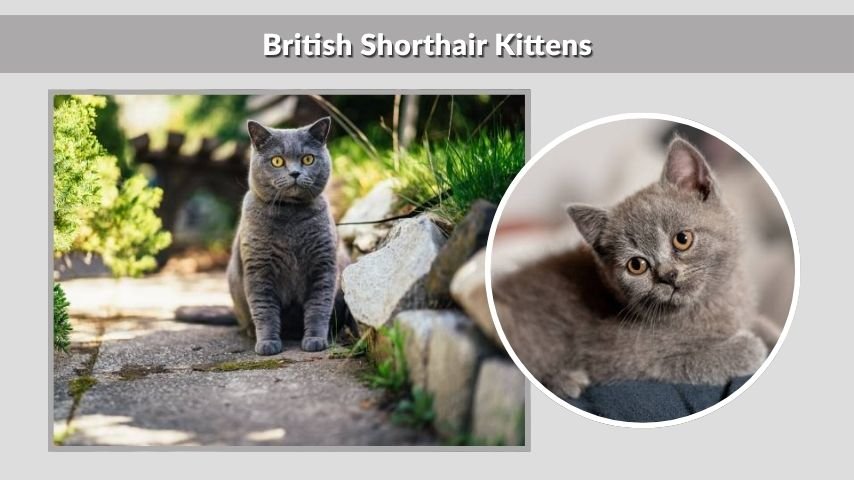 British Shorthair Kittens
