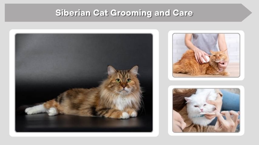 Siberian Cat Grooming and Care