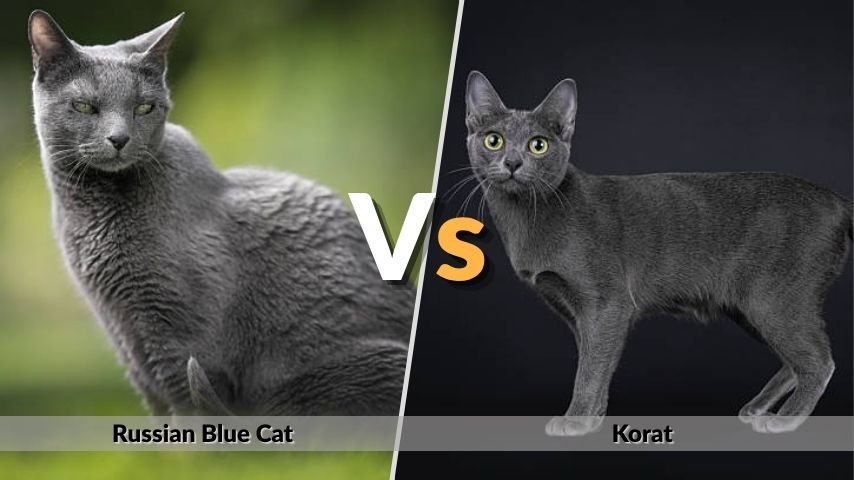 Russian Blue Cat vs Other Similar Breeds