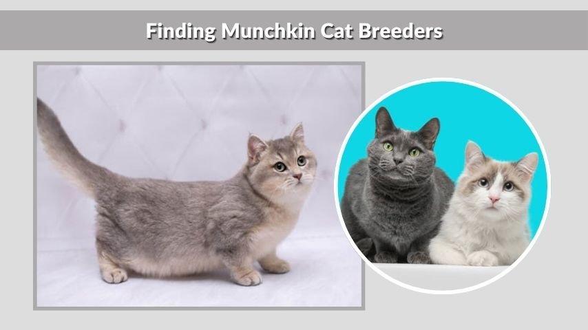 Finding Munchkin Cat Breeders