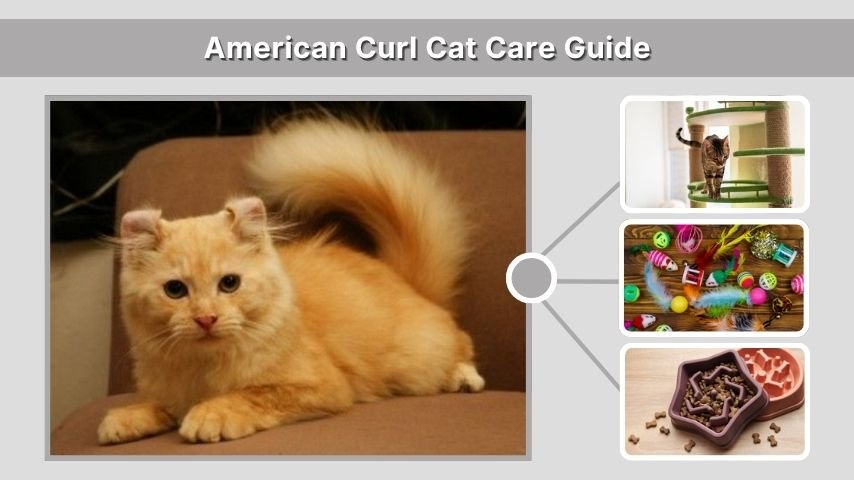 American Curl Cat Care Guide