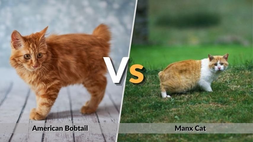 American Bobtail vs Manx Cat