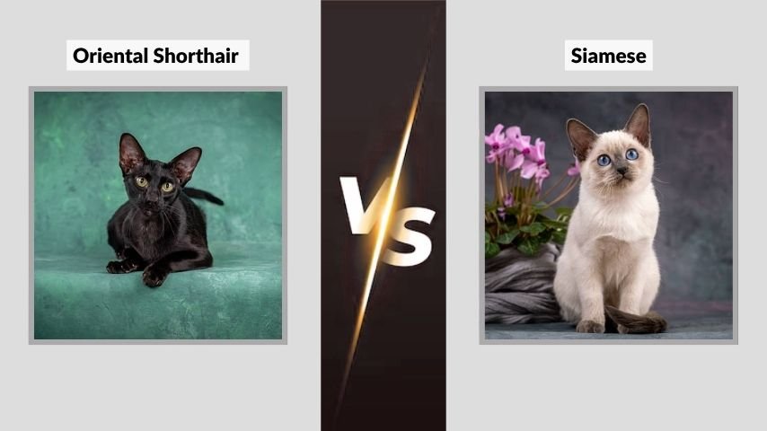 Oriental Shorthair vs Siamese