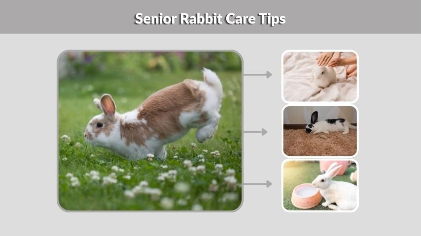 Senior Rabbit Care Tips