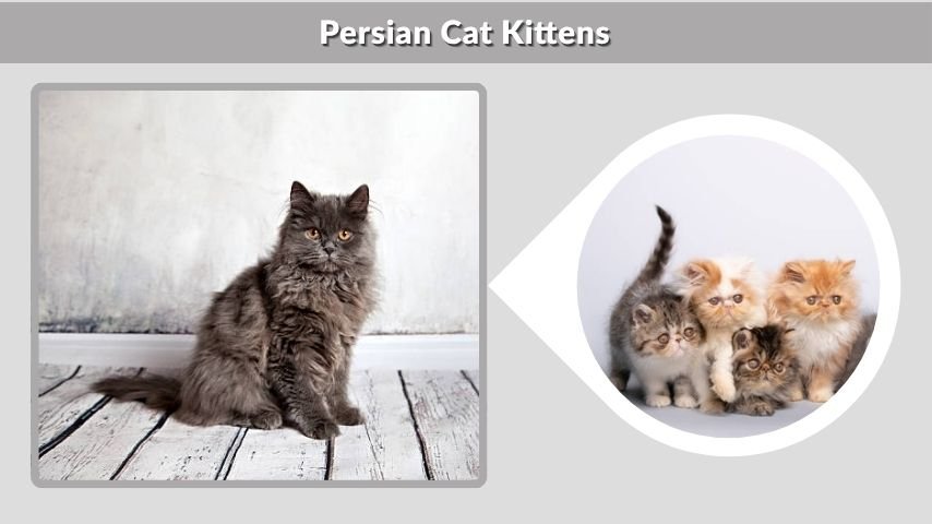Persian Cat Kittens