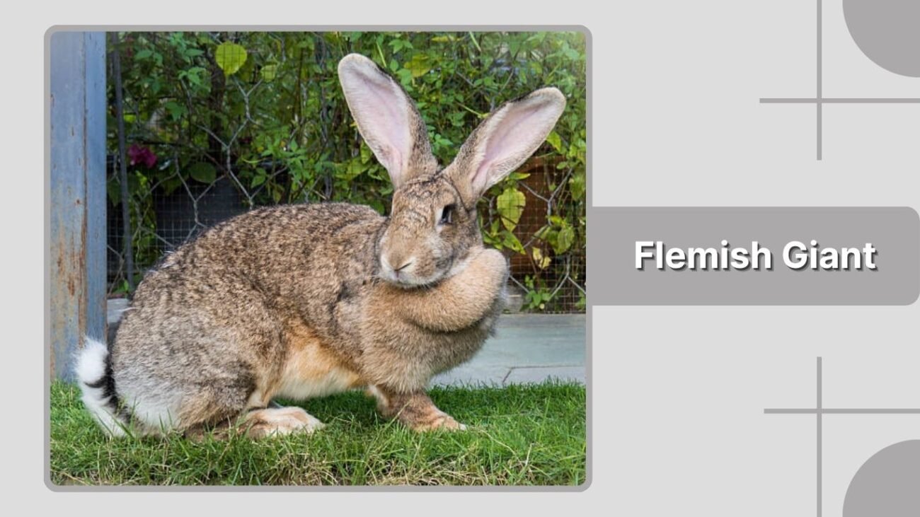 Flemish Giant