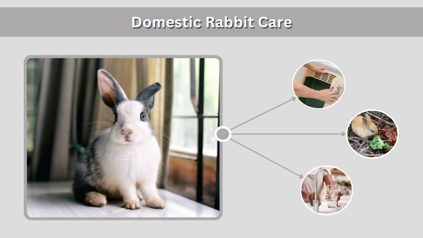 Domestic Rabbit Care