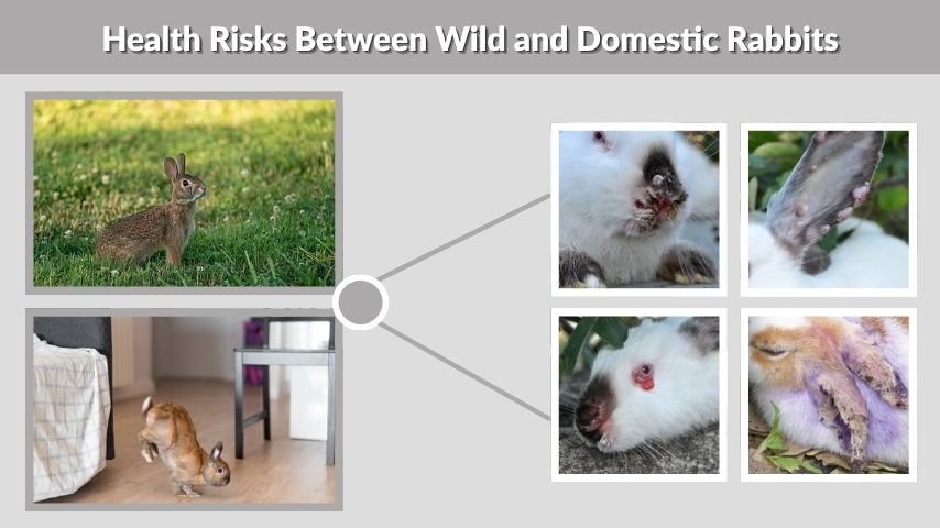 Health Risks Between Wild and Domestic Rabbits