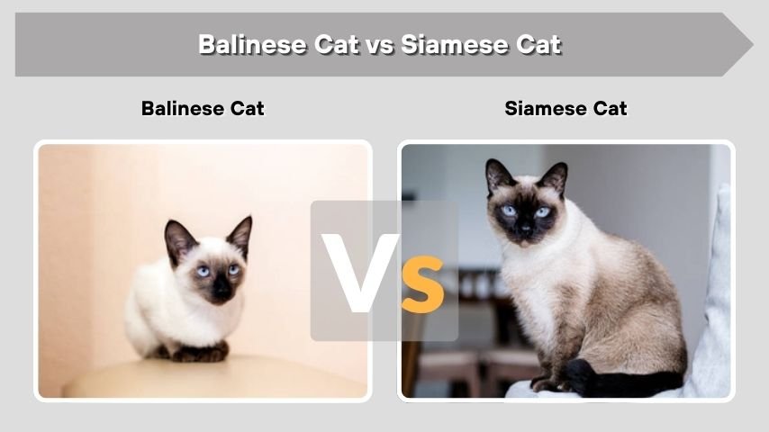 Balinese Cat vs Siamese Cat