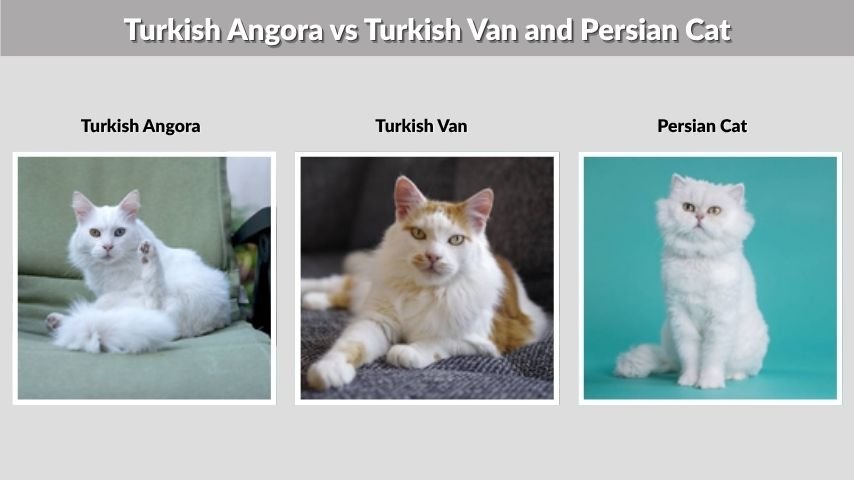 Turkish Angora vs Turkish Van and Persian Cat